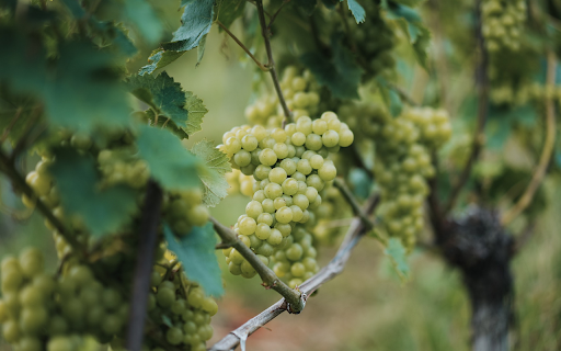Marble Vineyard from Chrome web store to be run with OffiDocs Chromium online Marble Vineyard from Chrome web store to be run with OffiDocs Chromium online
