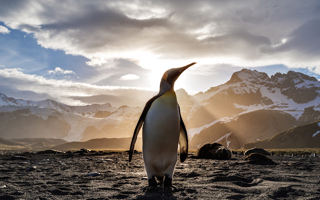 Marketers Valley Penguin Theme from Chrome web store to be run with OffiDocs Chromium online Marketers Valley Penguin Theme from Chrome web store to be run with OffiDocs Chromium online
