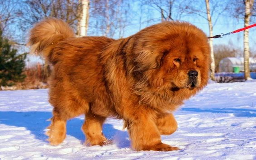 Mastiff dog wallpaper from Chrome web store to be run with OffiDocs Chromium online Mastiff dog wallpaper from Chrome web store to be run with OffiDocs Chromium online