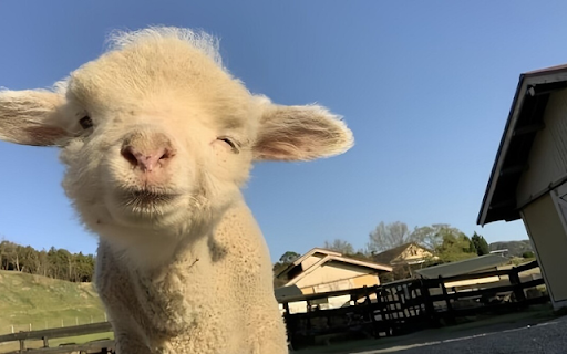 Merino Sheep: The Soft Wool Champion from Chrome web store to be run with OffiDocs Chromium online Merino Sheep: The Soft Wool Champion from Chrome web store to be run with OffiDocs Chromium online