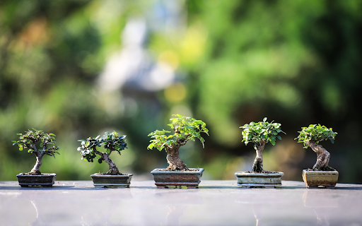 Mini bonsai from Chrome web store to be run with OffiDocs Chromium online Mini bonsai from Chrome web store to be run with OffiDocs Chromium online