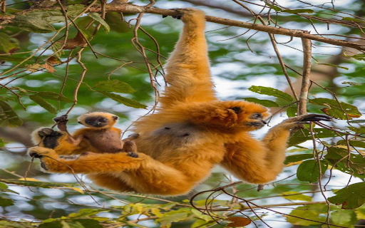 Monkey in the forest wallpaper from Chrome web store to be run with OffiDocs Chromium online Monkey in the forest wallpaper from Chrome web store to be run with OffiDocs Chromium online