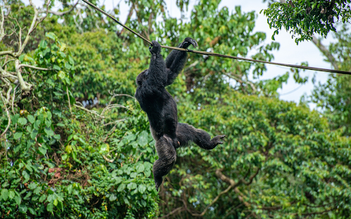 Monkey Swinging from Chrome web store to be run with OffiDocs Chromium online Monkey Swinging from Chrome web store to be run with OffiDocs Chromium online