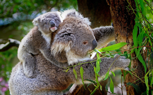 Mother bear cub climbing tree from Chrome web store to be run with OffiDocs Chromium online Mother bear cub climbing tree from Chrome web store to be run with OffiDocs Chromium online