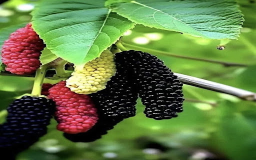 mulberry tree wallpaper from Chrome web store to be run with OffiDocs Chromium online mulberry tree wallpaper from Chrome web store to be run with OffiDocs Chromium online