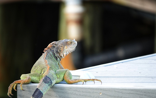 Multicolored Gecko from Chrome web store to be run with OffiDocs Chromium online Multicolored Gecko from Chrome web store to be run with OffiDocs Chromium online