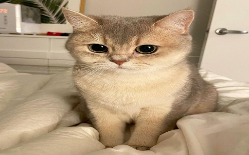 Munchkin cat wallpaper from Chrome web store to be run with OffiDocs Chromium online Munchkin cat wallpaper from Chrome web store to be run with OffiDocs Chromium online