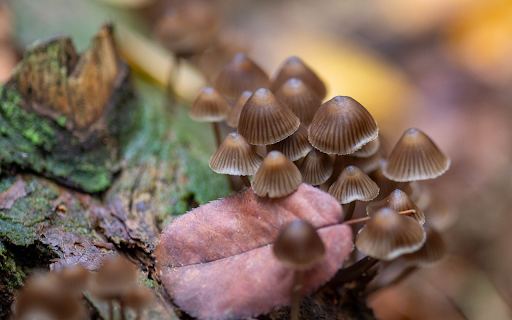 Mushrooms under leaves from Chrome web store to be run with OffiDocs Chromium online Mushrooms under leaves from Chrome web store to be run with OffiDocs Chromium online