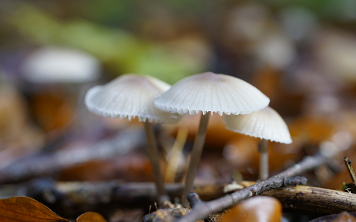 Natural white mushrooms from Chrome web store to be run with OffiDocs Chromium online Natural white mushrooms from Chrome web store to be run with OffiDocs Chromium online