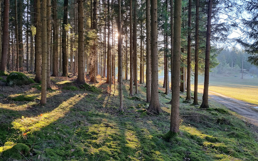 New forest from Chrome web store to be run with OffiDocs Chromium online New forest from Chrome web store to be run with OffiDocs Chromium online