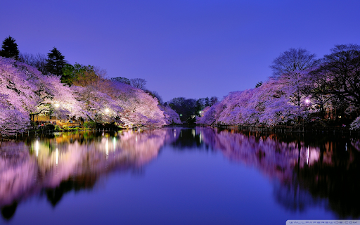 Night Sakura The Serene Beauty of Osaka from Chrome web store to be run with OffiDocs Chromium online Night Sakura The Serene Beauty of Osaka from Chrome web store to be run with OffiDocs Chromium online