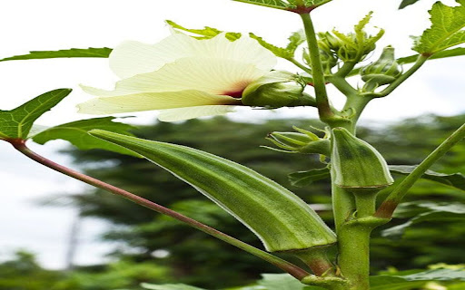 okra wallpaper from Chrome web store to be run with OffiDocs Chromium online okra wallpaper from Chrome web store to be run with OffiDocs Chromium online