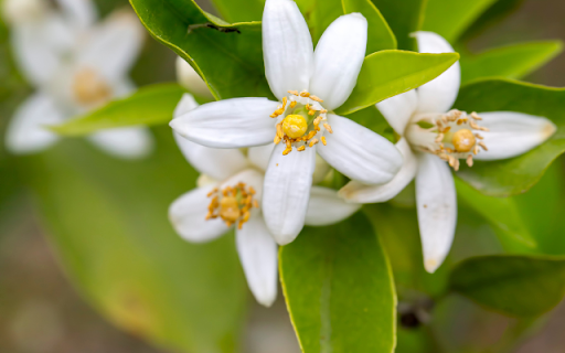 Orange Blossom – A Fragrance of Purity and Joy from Chrome web store to be run with OffiDocs Chromium online Orange Blossom – A Fragrance of Purity and Joy from Chrome web store to be run with OffiDocs Chromium online