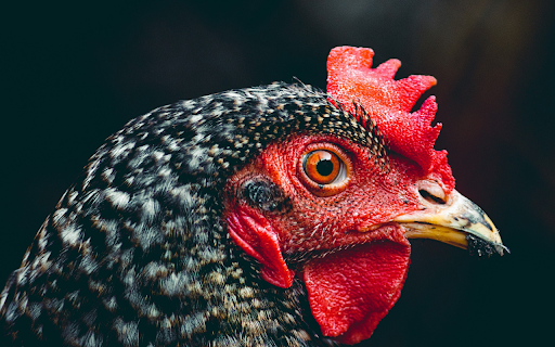 Orange eyed chicken with red comb from Chrome web store to be run with OffiDocs Chromium online Orange eyed chicken with red comb from Chrome web store to be run with OffiDocs Chromium online