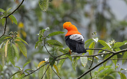Orange headed bird from Chrome web store to be run with OffiDocs Chromium online Orange headed bird from Chrome web store to be run with OffiDocs Chromium online