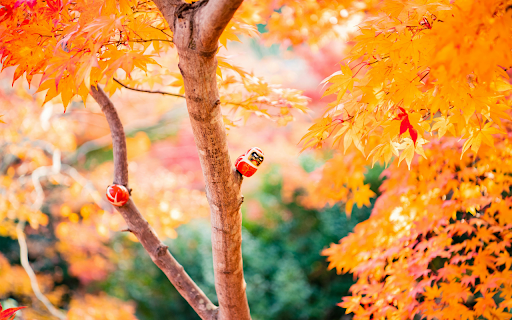 Orange Leafed Tree from Chrome web store to be run with OffiDocs Chromium online Orange Leafed Tree from Chrome web store to be run with OffiDocs Chromium online