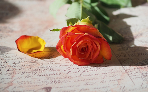 Orange roses on paper from Chrome web store to be run with OffiDocs Chromium online Orange roses on paper from Chrome web store to be run with OffiDocs Chromium online