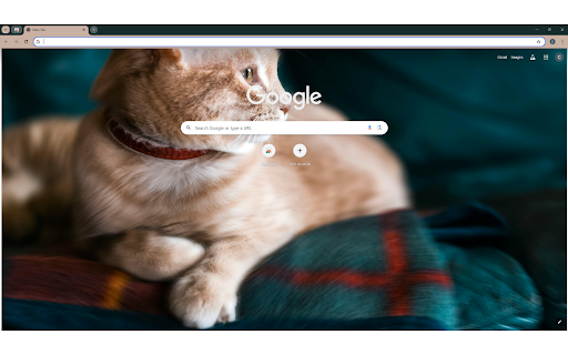 Orange Tabby Cat With Red Collar on Green Sofa from Chrome web store to be run with OffiDocs Chromium online Orange Tabby Cat With Red Collar on Green Sofa from Chrome web store to be run with OffiDocs Chromium online