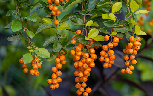 Orange yellow fruits from Chrome web store to be run with OffiDocs Chromium online Orange yellow fruits from Chrome web store to be run with OffiDocs Chromium online