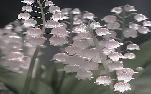 orchids wallpaper from Chrome web store to be run with OffiDocs Chromium online orchids wallpaper from Chrome web store to be run with OffiDocs Chromium online