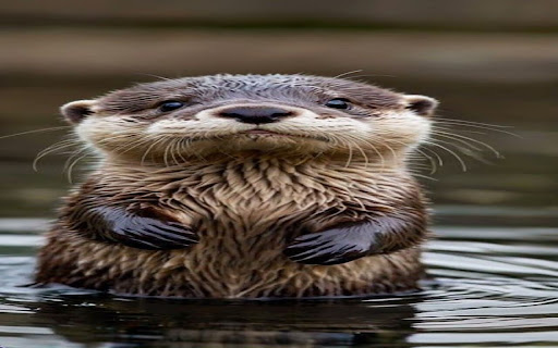 otter wallpaper from Chrome web store to be run with OffiDocs Chromium online otter wallpaper from Chrome web store to be run with OffiDocs Chromium online