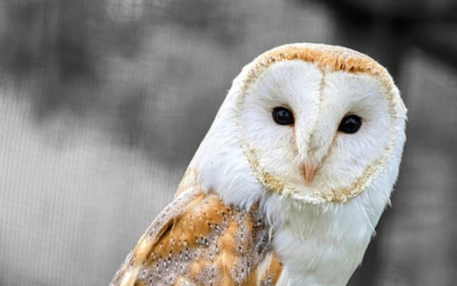OWL Theme from Chrome web store to be run with OffiDocs Chromium online OWL Theme from Chrome web store to be run with OffiDocs Chromium online
