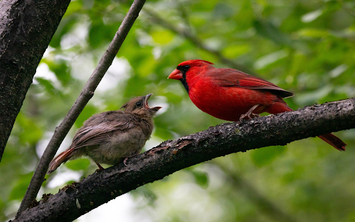 Pair of birds on a branch from Chrome web store to be run with OffiDocs Chromium online Pair of birds on a branch from Chrome web store to be run with OffiDocs Chromium online