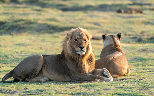 Pair of lions from Chrome web store to be run with OffiDocs Chromium online Pair of lions from Chrome web store to be run with OffiDocs Chromium online