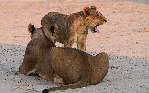 Pair of lions in the desert from Chrome web store to be run with OffiDocs Chromium online Pair of lions in the desert from Chrome web store to be run with OffiDocs Chromium online
