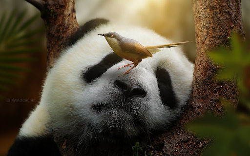 panda and bird from Chrome web store to be run with OffiDocs Chromium online panda and bird from Chrome web store to be run with OffiDocs Chromium online