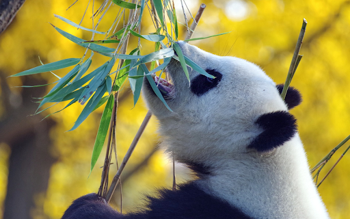 Pandas eat leaves from Chrome web store to be run with OffiDocs Chromium online Pandas eat leaves from Chrome web store to be run with OffiDocs Chromium online