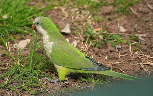 Parrot Eating Grass from Chrome web store to be run with OffiDocs Chromium online Parrot Eating Grass from Chrome web store to be run with OffiDocs Chromium online