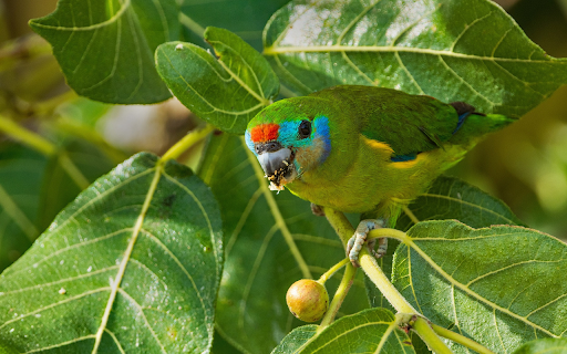 Parrots eat figs from Chrome web store to be run with OffiDocs Chromium online Parrots eat figs from Chrome web store to be run with OffiDocs Chromium online