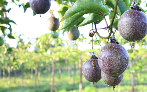 Passionfruit Tree from Chrome web store to be run with OffiDocs Chromium online Passionfruit Tree from Chrome web store to be run with OffiDocs Chromium online