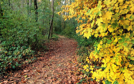 Path into the forest from Chrome web store to be run with OffiDocs Chromium online Path into the forest from Chrome web store to be run with OffiDocs Chromium online