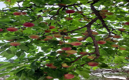 peach tree with fruit wallpaper from Chrome web store to be run with OffiDocs Chromium online peach tree with fruit wallpaper from Chrome web store to be run with OffiDocs Chromium online