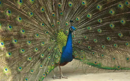 Peacock spreads its wings from Chrome web store to be run with OffiDocs Chromium online Peacock spreads its wings from Chrome web store to be run with OffiDocs Chromium online