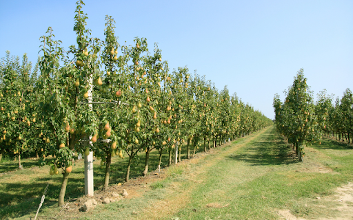 Pear Tree from Chrome web store to be run with OffiDocs Chromium online Pear Tree from Chrome web store to be run with OffiDocs Chromium online