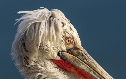 Pelican head from Chrome web store to be run with OffiDocs Chromium online Pelican head from Chrome web store to be run with OffiDocs Chromium online