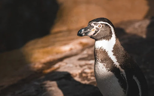 penguin 2 Theme from Chrome web store to be run with OffiDocs Chromium online penguin 2 Theme from Chrome web store to be run with OffiDocs Chromium online