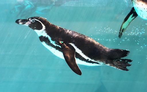 Penguin Glide from Chrome web store to be run with OffiDocs Chromium online Penguin Glide from Chrome web store to be run with OffiDocs Chromium online