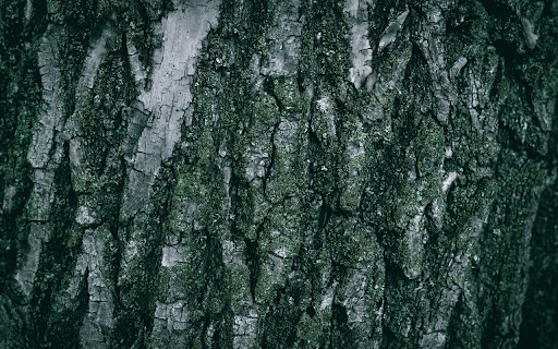 perennial tree trunk bark from Chrome web store to be run with OffiDocs Chromium online perennial tree trunk bark from Chrome web store to be run with OffiDocs Chromium online