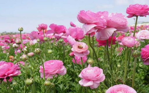 Persian buttercup wallpaper from Chrome web store to be run with OffiDocs Chromium online Persian buttercup wallpaper from Chrome web store to be run with OffiDocs Chromium online