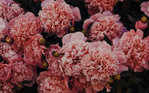 Petals Swirl, Soft Pink Hues Bloom from Chrome web store to be run with OffiDocs Chromium online Petals Swirl, Soft Pink Hues Bloom from Chrome web store to be run with OffiDocs Chromium online