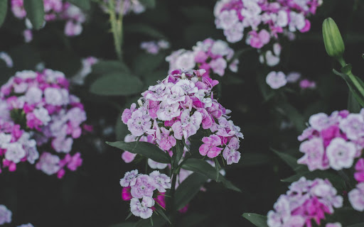 Phlox Flowers from Chrome web store to be run with OffiDocs Chromium online Phlox Flowers from Chrome web store to be run with OffiDocs Chromium online