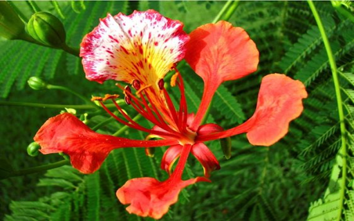 Phoenix flower wallpaper from Chrome web store to be run with OffiDocs Chromium online Phoenix flower wallpaper from Chrome web store to be run with OffiDocs Chromium online