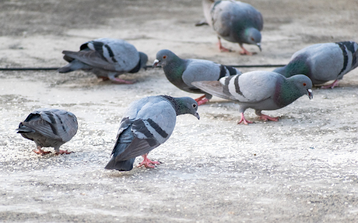 Pigeons eat rice from Chrome web store to be run with OffiDocs Chromium online Pigeons eat rice from Chrome web store to be run with OffiDocs Chromium online