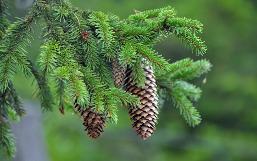 Pine tree branches from Chrome web store to be run with OffiDocs Chromium online Pine tree branches from Chrome web store to be run with OffiDocs Chromium online