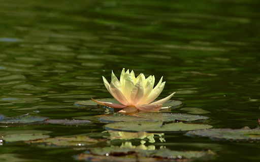 Pink and white water lilies from Chrome web store to be run with OffiDocs Chromium online Pink and white water lilies from Chrome web store to be run with OffiDocs Chromium online