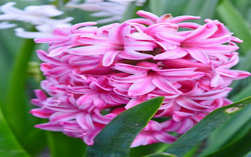 Pink Hyacinth Wallpaper from Chrome web store to be run with OffiDocs Chromium online Pink Hyacinth Wallpaper from Chrome web store to be run with OffiDocs Chromium online